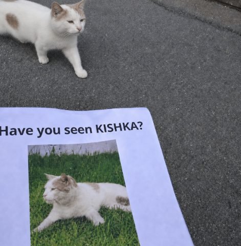 HEX CAT meme
